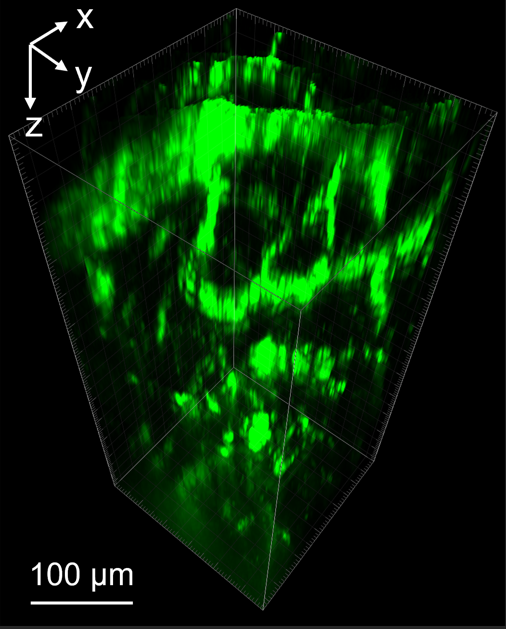 A visualization of blood vessels in a mouse's brain, showcasing the possible applications of Xue's advancements in deep tissue imaging. (Courtesy of Xue)