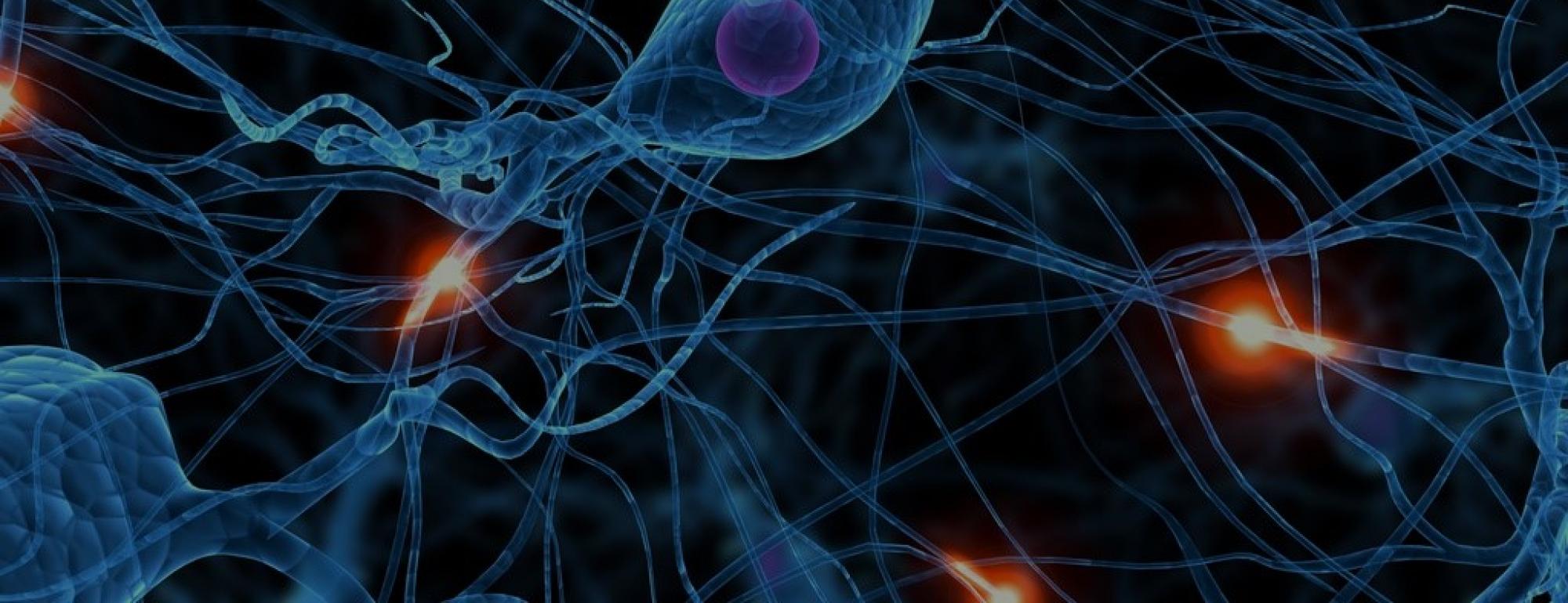Neurons