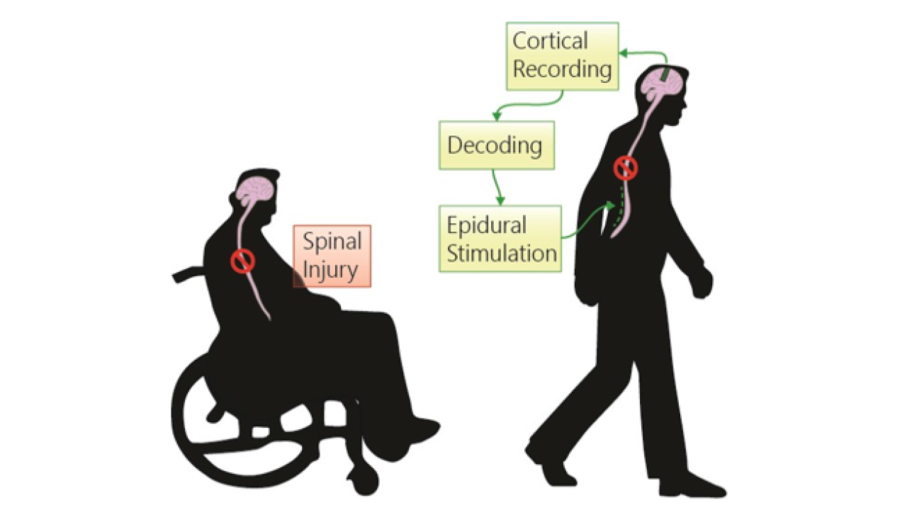 DARPA grant to improve spinal cord injury