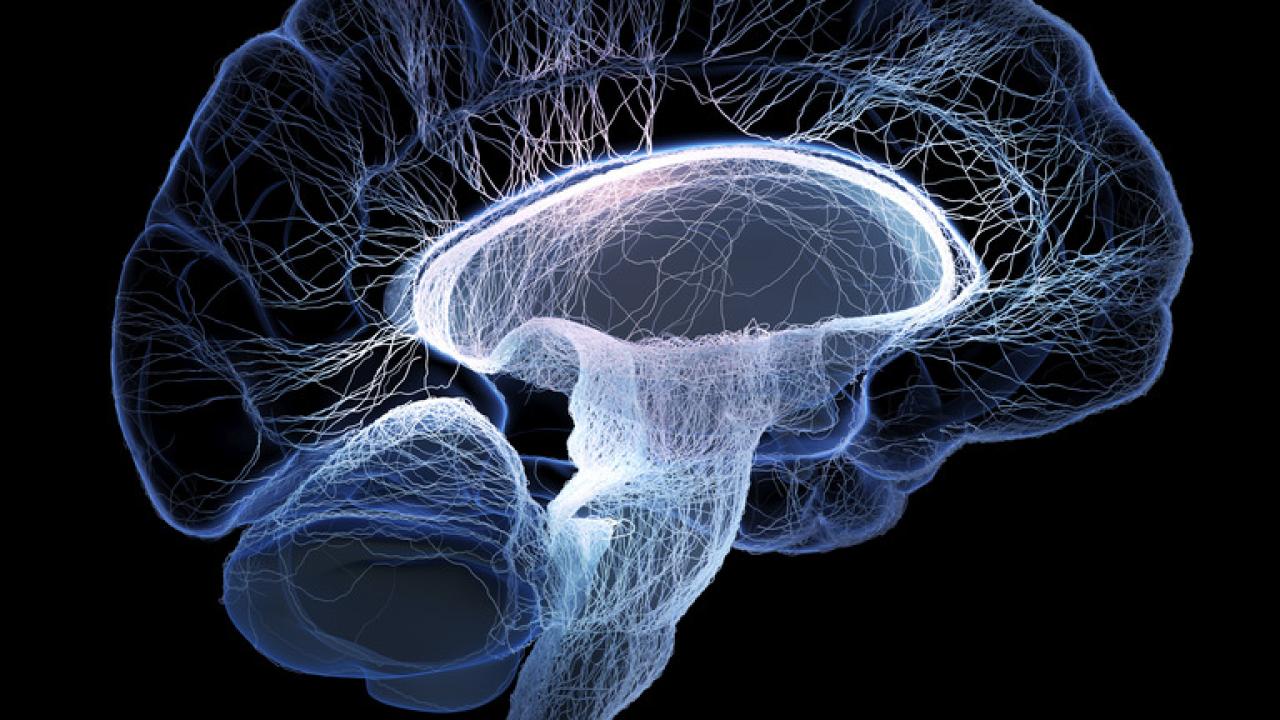 Brain