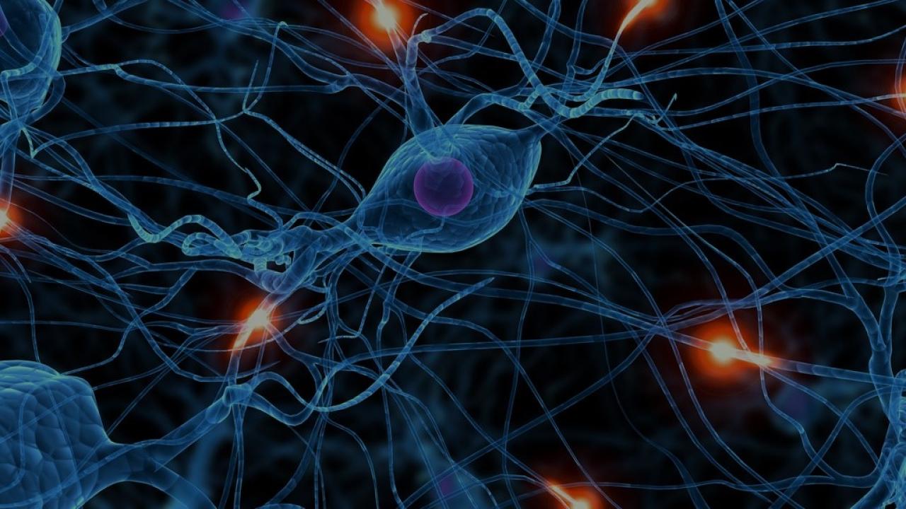 Neurons