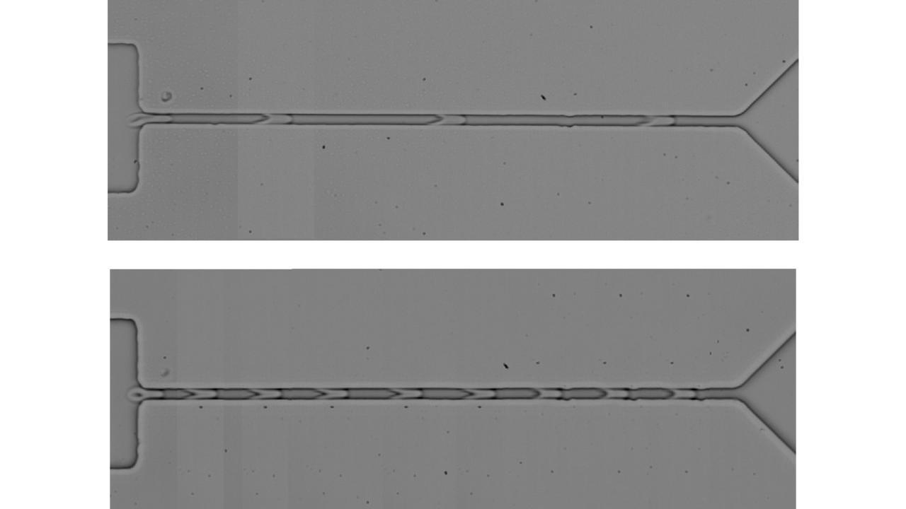 Red blood cells flowing through a microfluidic capillary channel. Photo courtesy of Jiandi Wan.