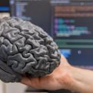BCI Large brain