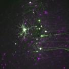 Christina Kim, PhD - Science paper